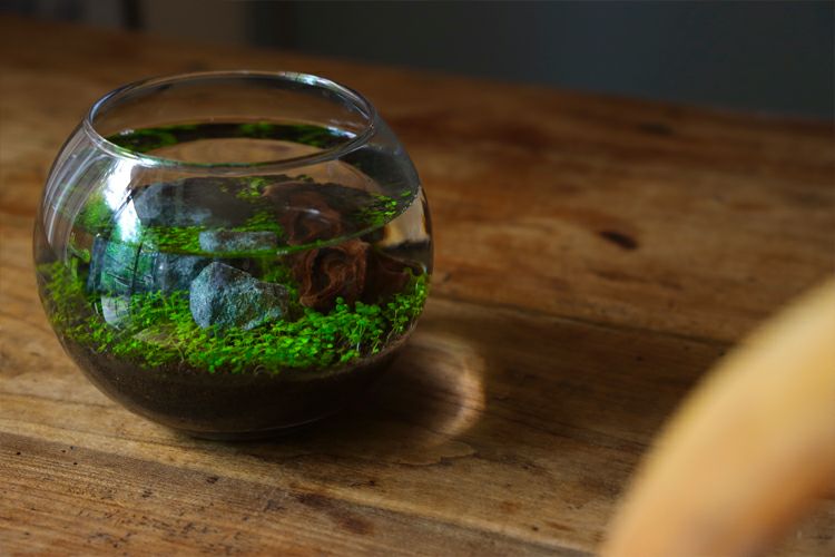 Amazon｜聖新陶芸 育てる水草 L 約18.2x16.5x16.4cm GD-813