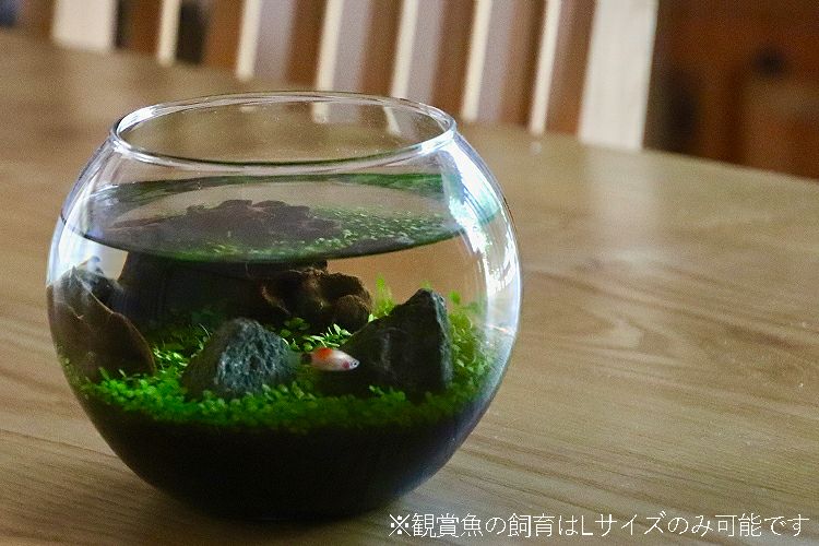 水栽培 アクアリウム 育てる水草 Sサイズ Tokilaboトキラボ