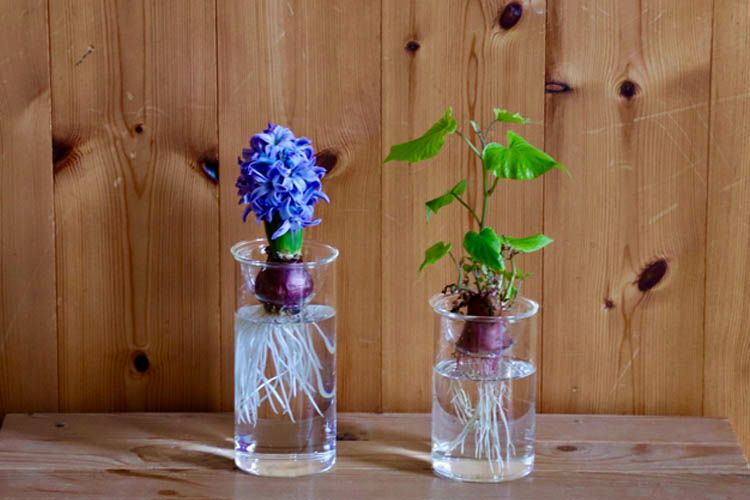 楽天市場】BULB VASE バルブベース 【ショートサイズ】 フラワー