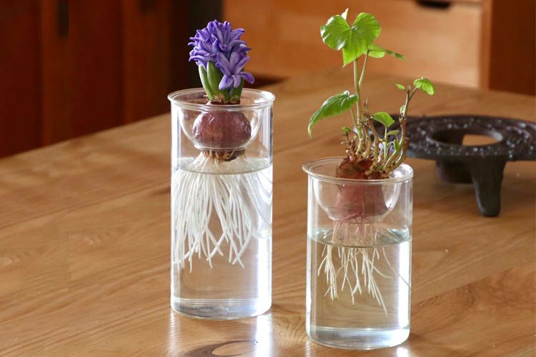 水栽培 Spice Bulb Vase Short バルブベース ショート 型番kegy4060 Tokilaboトキラボ